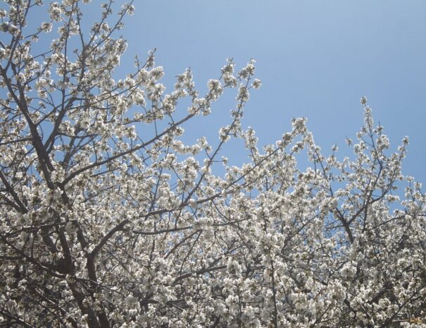 ourika valley taxi tours