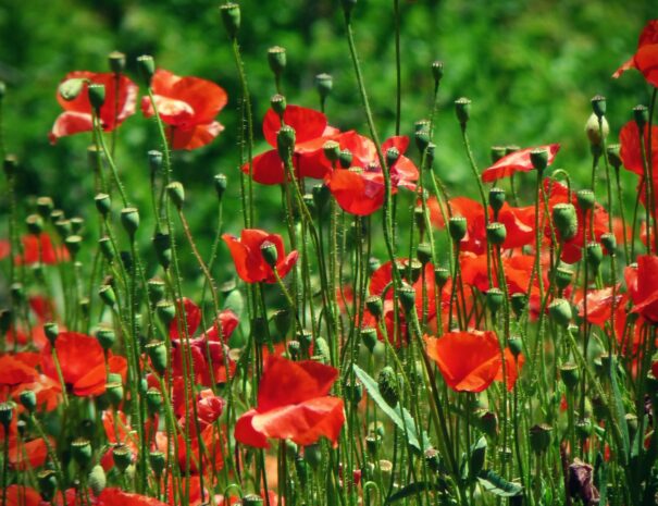 ourika valley taxi tours